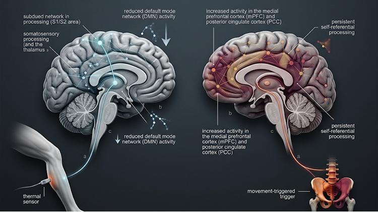 The Brain Responded Differently To Acute Heat Pain